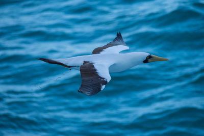 Close-up of seagull flying over sea