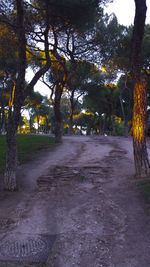 Road passing through forest