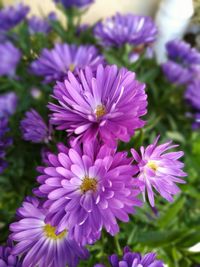 Close-up of pink flowering plants