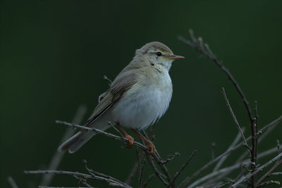 Close-up of bird perching on twig