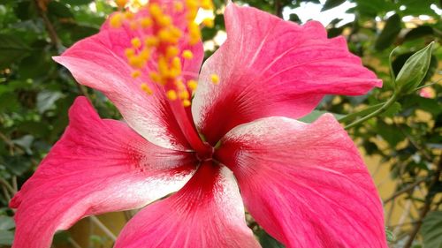 Close-up of pink day lily blooming outdoors