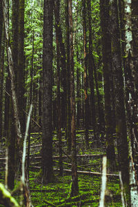 Trees growing in forest