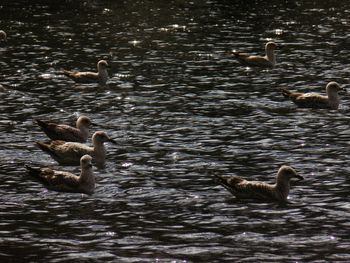 Bird in water