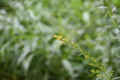 Close-up of fresh green plant