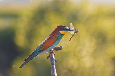 Low angle view of bird perching on branch