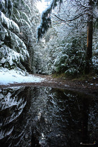 River amidst trees in forest