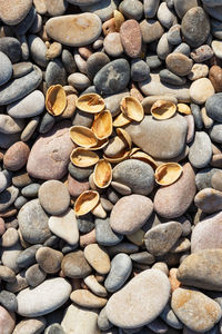 Stones with pistachio shells. vertical image.