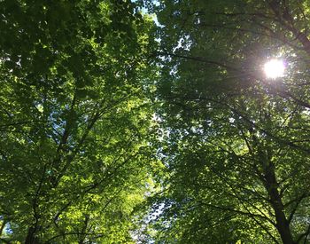 Low angle view of trees in forest