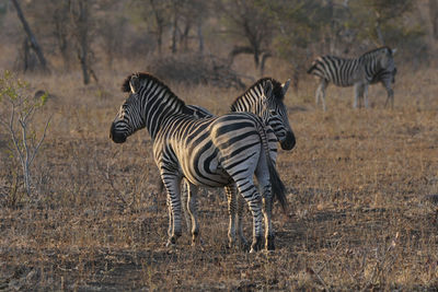 Zebra standing on field