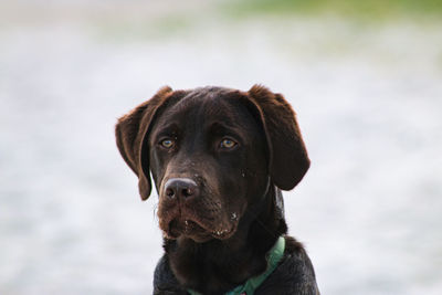 Close-up portrait of a dog