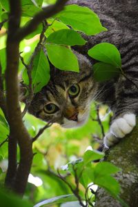 Portrait of a cat