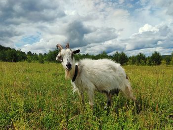 Goat grazes in a green meadow against a cloudy sky