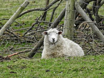 Sheep on field