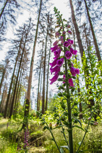Close-up of pink flowering plant against trees