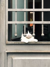 Cat looking through window