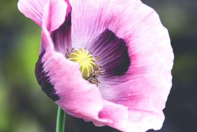 Close-up of pink rose flower