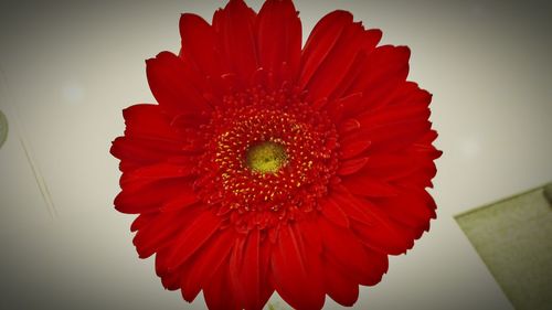 Close-up of red flowers