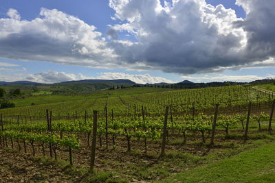 Scenic view of vineyard against sky