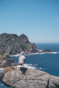 Seagull perching on rock by sea against clear sky