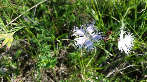 Close-up of white flower blooming in spring