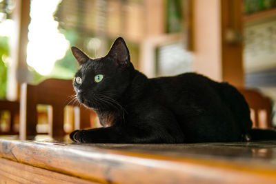 Close-up of a cat sitting on table