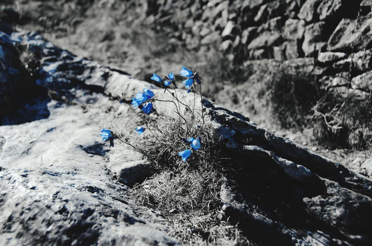 HIGH ANGLE VIEW OF BUTTERFLY ON ROCK