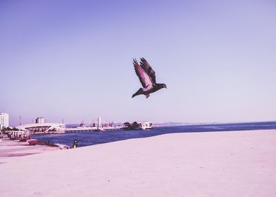 Seagull flying over beach