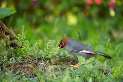 Close-up of bird perching on grass