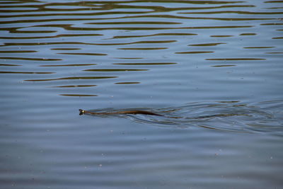 High angle view of duck swimming in lake