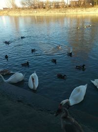 High angle view of swans swimming on lake