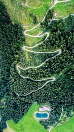 High angle view of green leaf