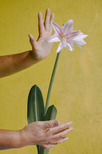 Close-up of hand holding yellow flower