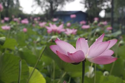 Close-up of pink water lily in field