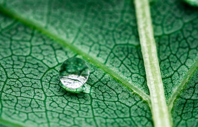 Close-up of green leaves