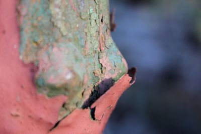 Close-up of tree trunk