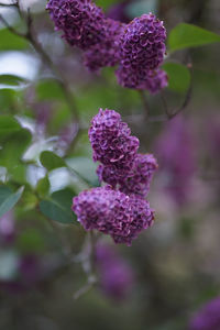 Close-up of pink flowering plant