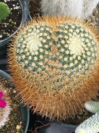 High angle view of succulent plants