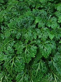 Full frame shot of plants