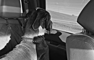 View of a dog in car