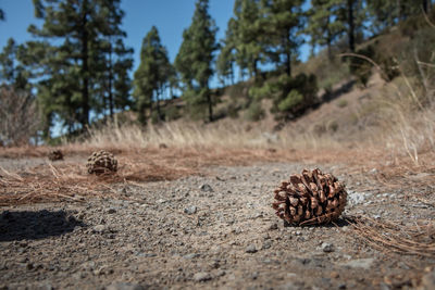 Close-up of pine cone on field