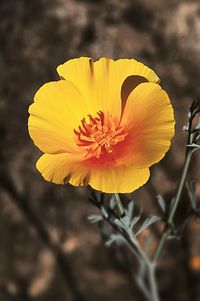 Close-up of yellow flower blooming outdoors