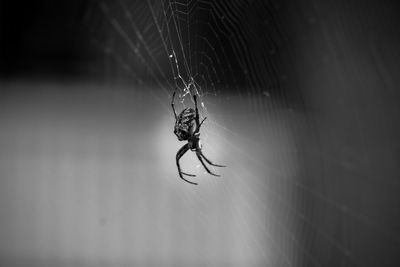 Close-up of spider on web