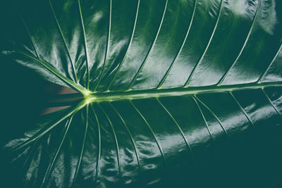 Full frame shot of palm leaves