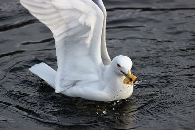 View of swan swimming in lake