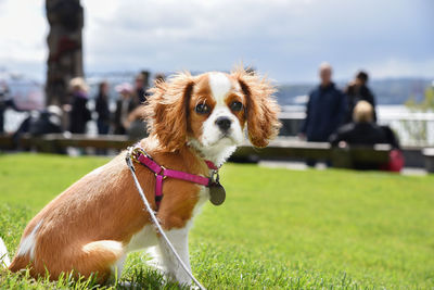 Cute cavalier king charles wearing harness and leash sitting on green grass at public park.