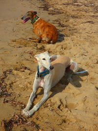 High angle view of dogs relaxing at beach