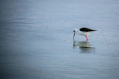 Birds in calm water