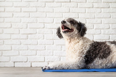  mixed breed dog lying on cool mat in hot day looking up, white brick wall background, summer heat