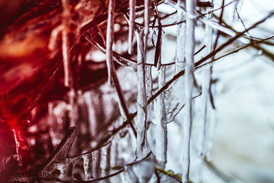 Close-up of icicle on plant