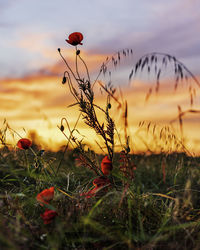 Close-up of flowering plants on field during sunset
